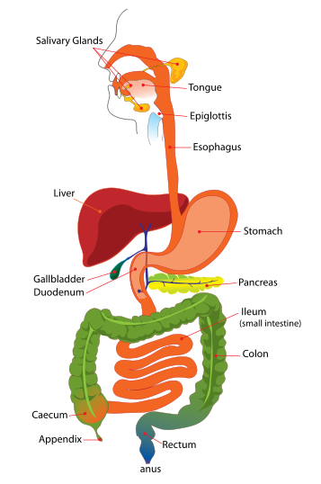 Diagram and Elements - Digestive System
